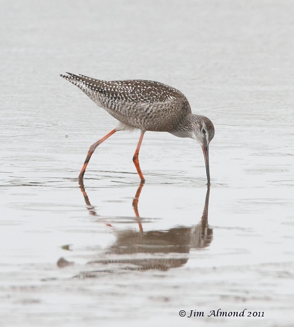 Spotted Redshank reflection VP 27 8 11  IMG_7138